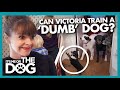 Owner Thinks &#39;Dumb&#39; Dog is be Impossible to Train😅 |  It&#39;s Me or The Dog