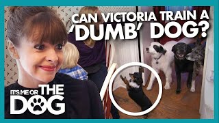 Owner Thinks &#39;Dumb&#39; Dog is be Impossible to Train😅 |  It&#39;s Me or The Dog