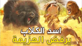 اسد الكلاب المتوحش الماستيف التيبتي ضد ملك الغابة الاسد !