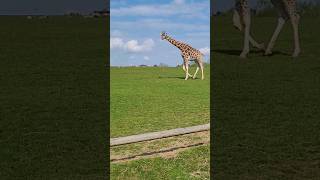 Fota Wildlife Park- Cork Ireland