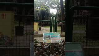 Si Leher Panjang bukan Tangan Panjang "Jerapah" | Ragunan Zoo #Shorts