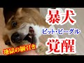【Vlog vol.5】【閲覧注意】地獄の綱引き ビーグルがピットブルになる日