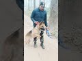 The power of army dog (Rocky)