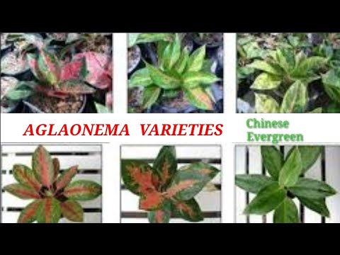 Video: Aglaonema Me Njolla Argjendi