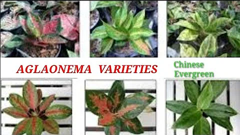 Aglaonema Varieties | Chinese Evergreen