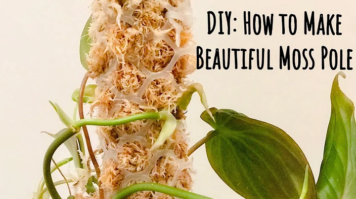 Houseplant DIY: How to MAKE BEAUTIFUL MOSS POLE for Climbing Plants the FAST, CHEAP and EASY Way