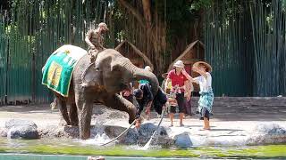 Gajah/Elephant show, Bali Safari (16 Mei 2021)