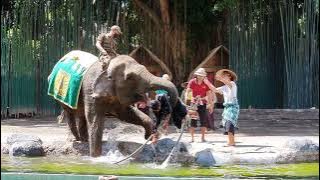 Gajah/Elephant show, Bali Safari (16 Mei 2021)