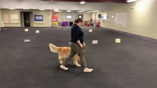 Chester AKC Rally Intermediate Virtual 5 by Pup to Perfection 108 views 2 years ago 1 minute, 27 seconds