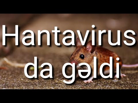 Video: Siçovullarda Viral Tənəffüs Yoluxma
