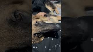 #comedy #doublecoatgermanshepherdpuppy #gsds #germanshepherdpuppy #pets #love #furbabies #cutepet