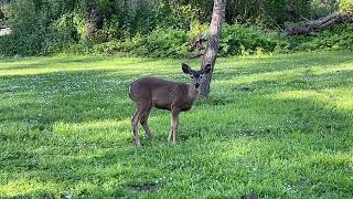 Black-tailed Deer Eating Grass 😄 He has cute small antlers
