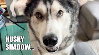 Cunning Husky Tries To Trick Me! He Has A Sneaky Plan! by K'eyush and Boo 27,865 views 2 weeks ago 3 minutes, 35 seconds