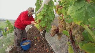Французы осваивают новые сорта винограда