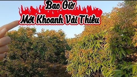 Lộc Vải Thiều Lục Ngạn Đỏ Lòm Thế Này Liệu Có Được Ăn Không 😅😅😅.