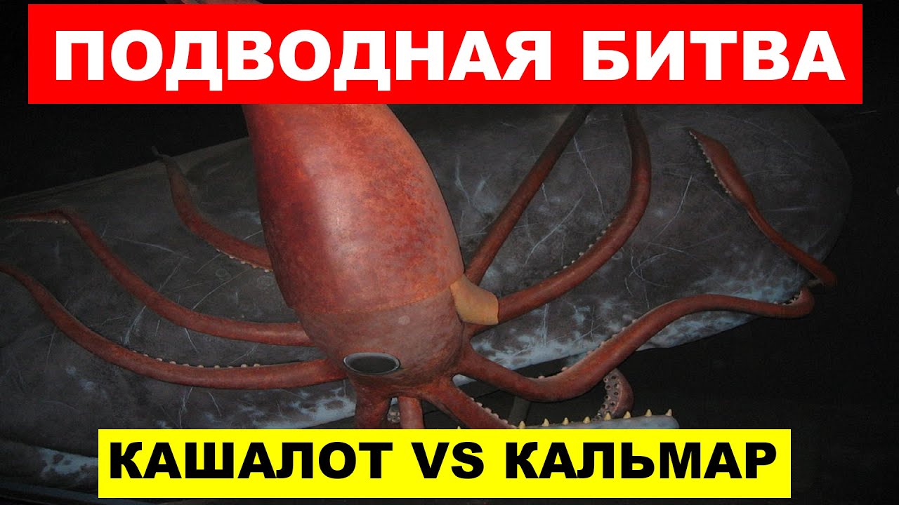 ПОДВОДНАЯ БИТВА ТИТАНОВ кашалот против гигантского кальмара - YouTube