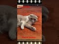 Scottish Fold being playful and Lazy. #catsofyoutube #scottishfold #catsofinstagram #funnycatvideos