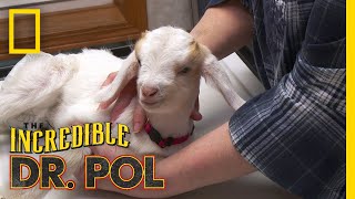 Fixing Twinkie The Goat  The Incredible Dr Pol