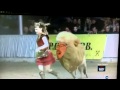 Pony-Lion