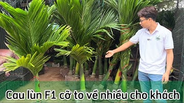 Cau Lùn F1 Cỡ To Về Thêm Cho Khách Siêu Đẹp Giá Tốt || sdt/zalo: 0867.878.994