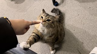 Cat wants to bite me