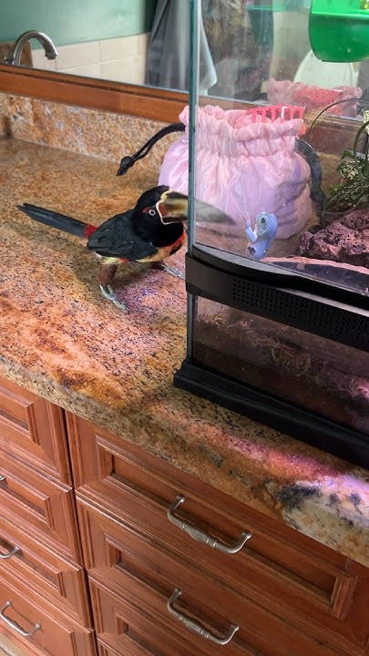I heard a loud noise and had to investigate…. #shortvideo #birds #