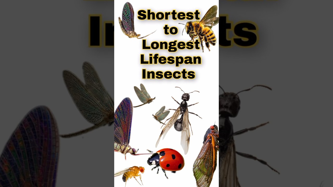 Shortest to Longest Lifespan Insects | Wildlife| Nature | Facts |insect Info