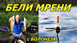 БЕЛИ МРЕНИ РИБОЛОВ с БОЛОНЕЗА и ПЛУВКА на ИЗТИЧАНЕ.BARBEL FISHING.PESCA BARBO.