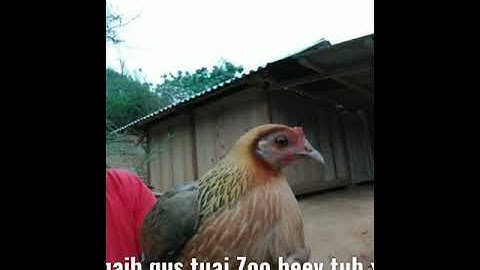 Suab poj qaib qus tsauj cuab tuaj Zoo heev