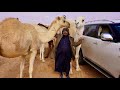 سلسلة الصحراء الحماد 