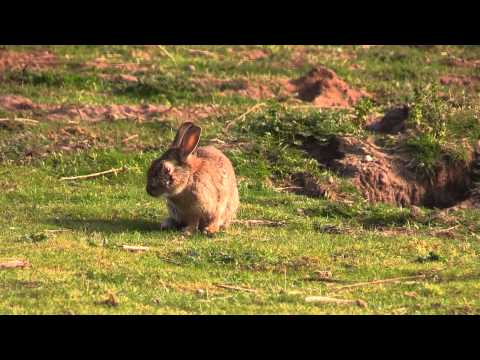 वीडियो: विशालकाय अंगोरा खरगोश