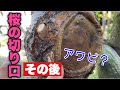 癒合剤（剪定後には必ず塗って下さい）枝の切り口の経過を動画で紹介
