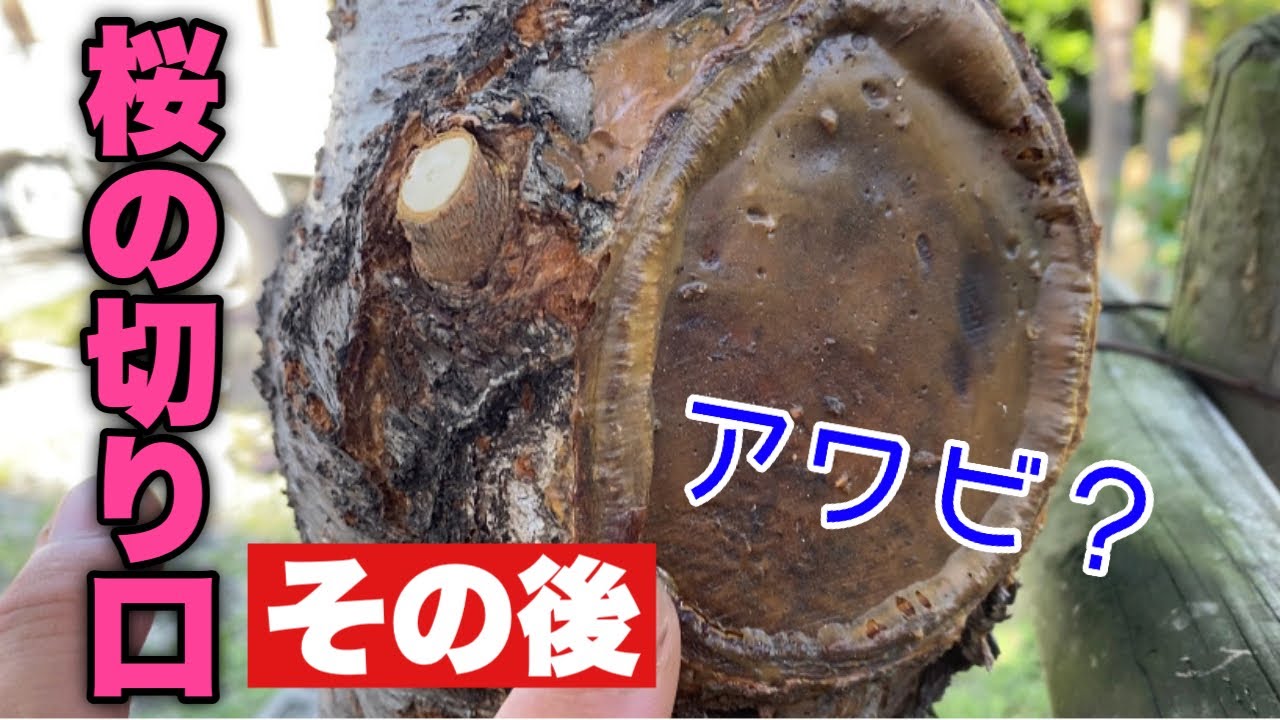 なぜペイントに白い接着剤を塗るのですか？