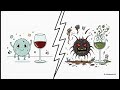 Wine 022 Lactic Bacteria in Enological Microbiology
