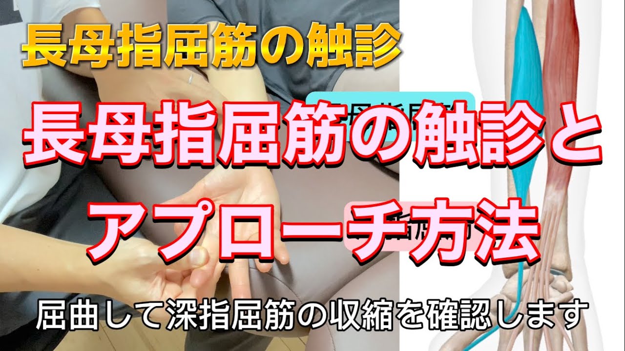 長母指屈筋の触診とアプローチ方法