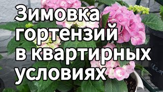 Крупнолистные гортензии просыпаются. Февраль. Сибирь. 11.02.25
