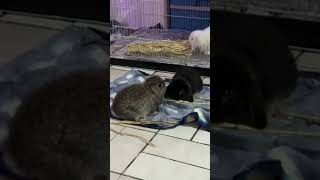 #pet #rabbit #hollandlop #bunny #cute #love #hopper  #rabbitlife  #bunnyadventure  #highlights #fun