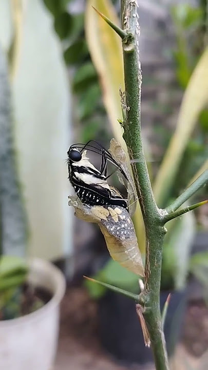 Rekapitulasi Pengamatan Kepompong🐛🦋