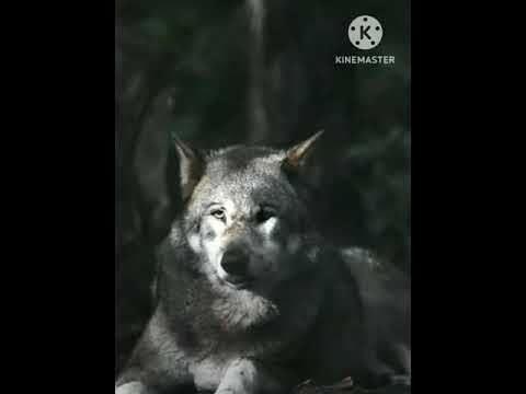 الذئب هو ملك الحيوانات الحقيقي وهو قاتل الجن ولماذا اطلق علية نسل الملوك معلومات عن الذئب