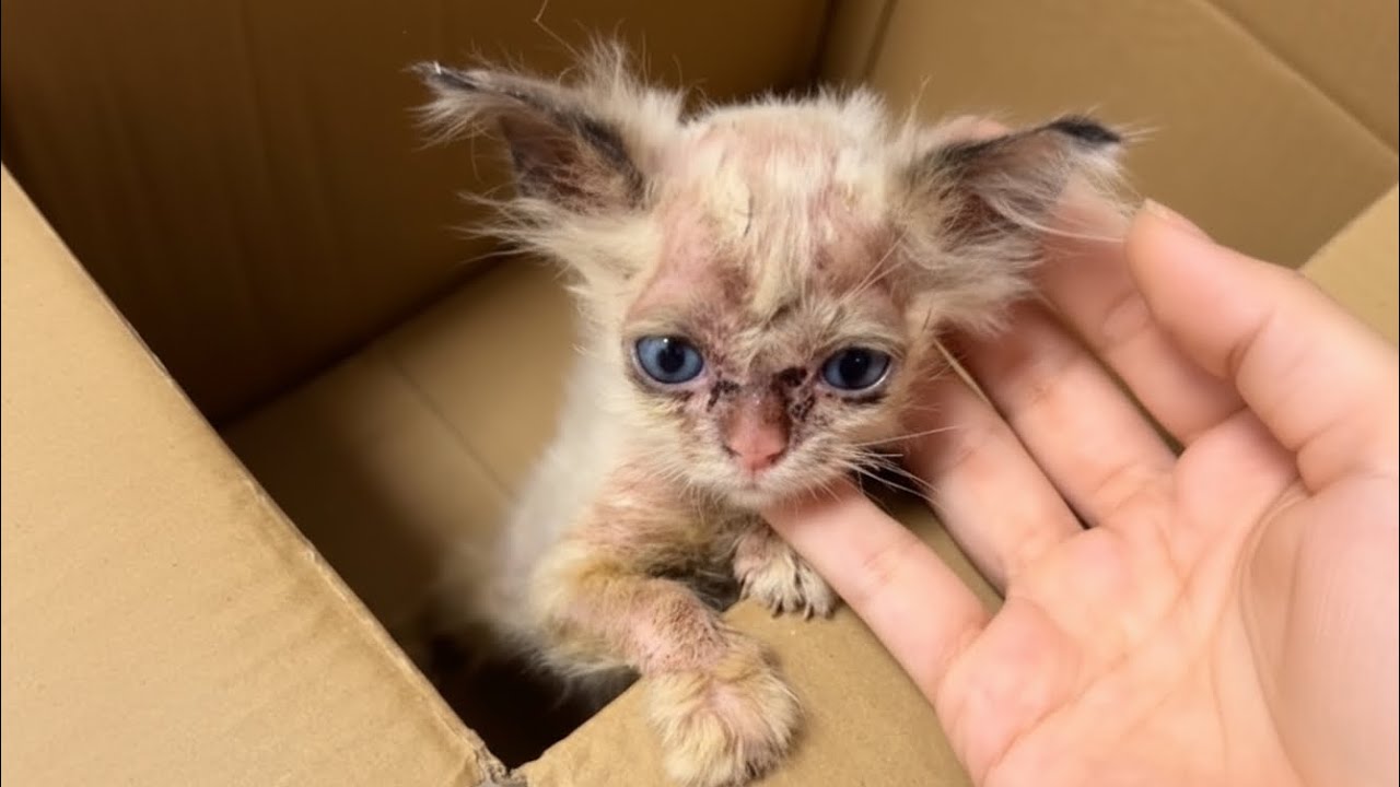 No One Wanted This Fur-Less Kitten… Now She's Beautiful ❤️