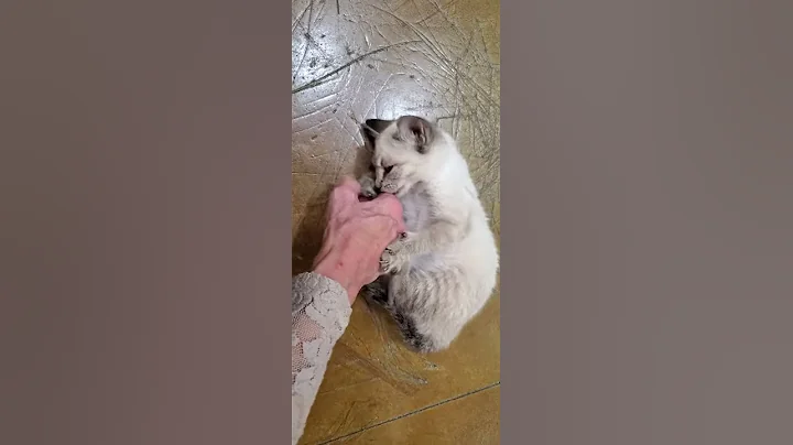 Video 969781: tabby point siamese, siamese rescue kitten, tiny siamese kitten, blue point siamese, siamese cross, sweet siamese