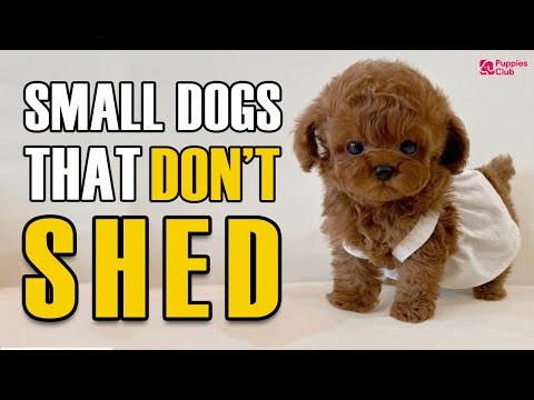 Video: Gia vị nguy hiểm cho chó