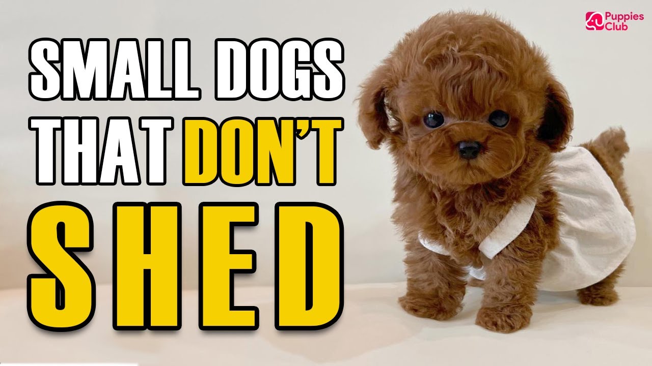 Top 10 Small Dogs That Don\'t Shed or Smell [ Perfect for Families ...