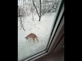 Кто стучит в окно прикол о животных/Who knocks on the window a joke about animals