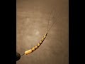 May fly body extension tying  costruzione estensione di corpo per mosca  tyer p lucchini sottot