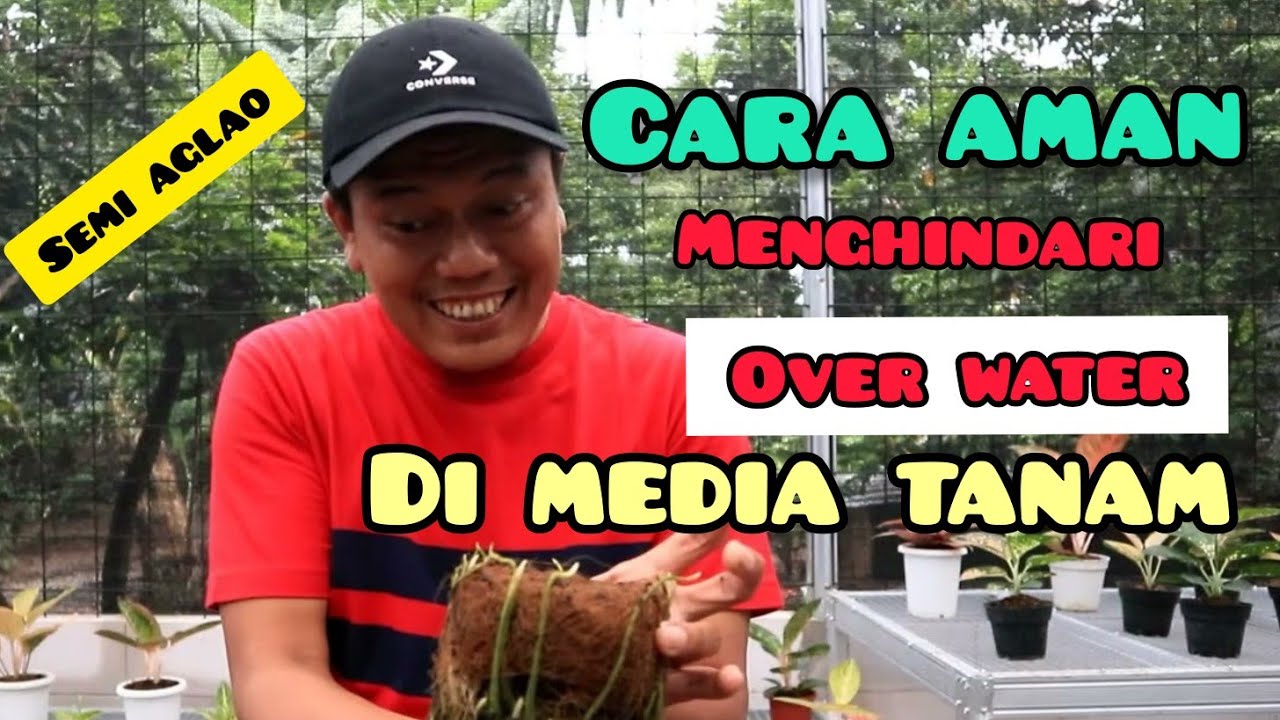 cara aman menghindari over water di media tanam