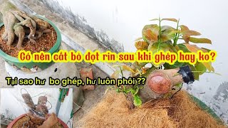 Hư bo ghép, chết luôn phôi mai trồng ? Chia sẽ ae chăm sóc mai tham khảo!