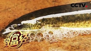 《致富经》改个毛病 年入千万 20180817 | CCTV农业