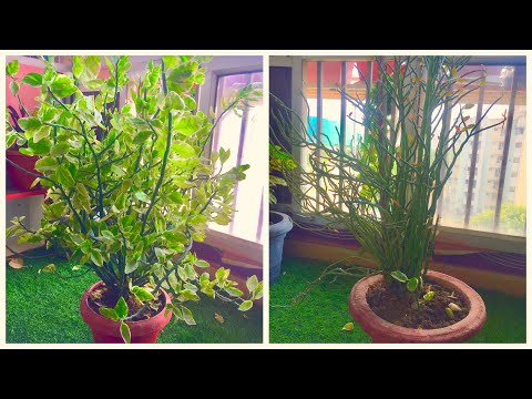 Video: Care Of Devil's Backbone Houseplant - Sfaturi pentru cultivarea Pedilanthus în interior