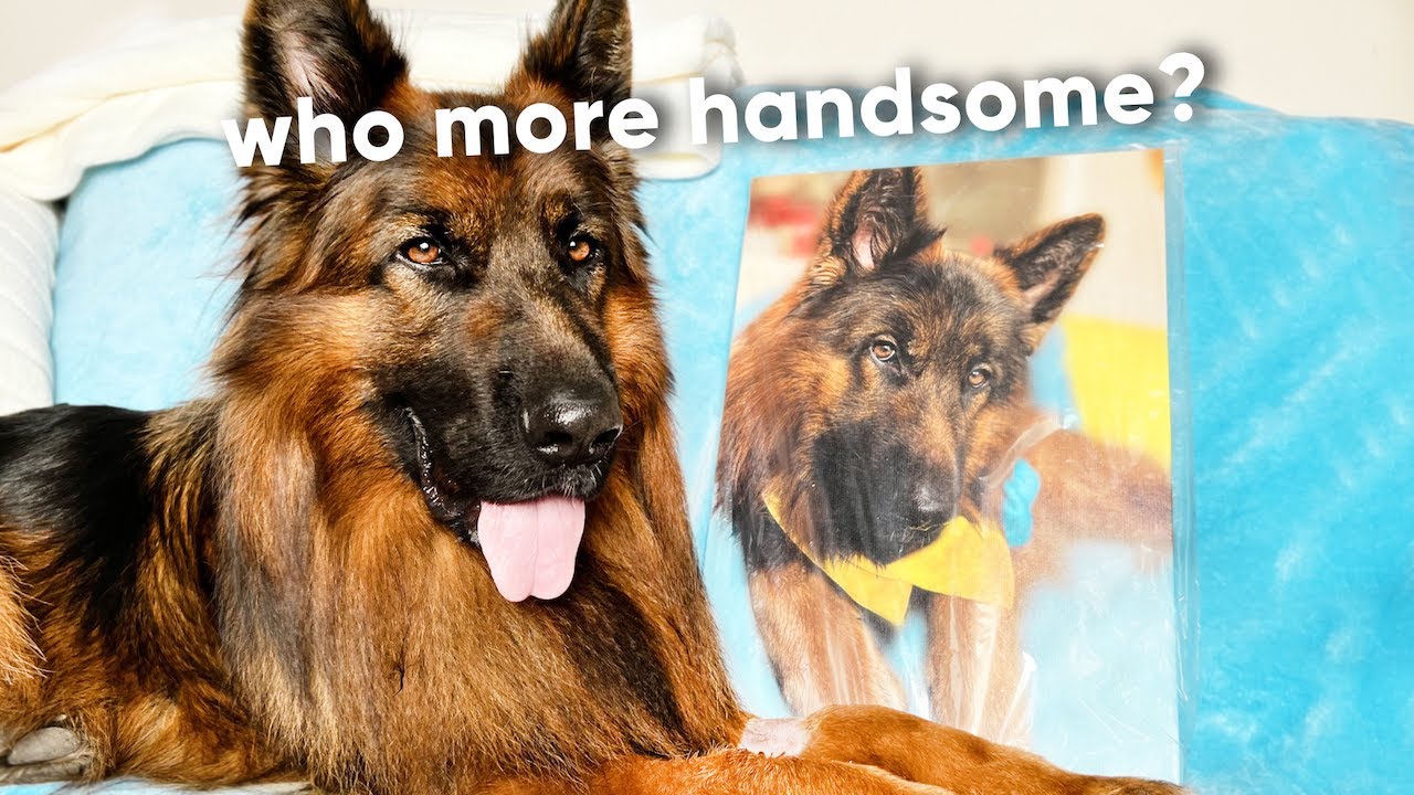 Shocked German Shepherd Recognises Himself On a Portrait! Inspired by